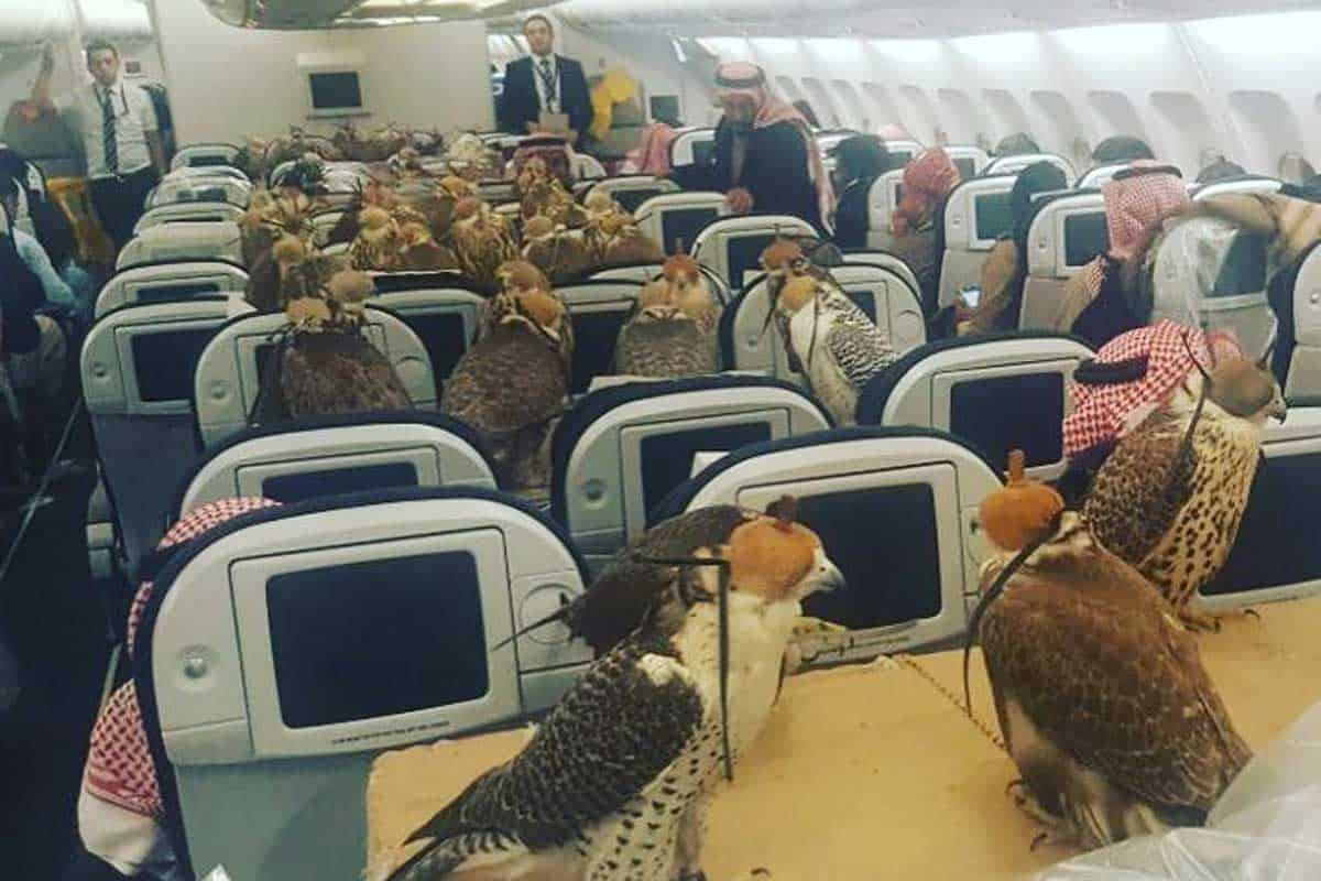 80 Falken fliegen mit