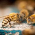 Sei meine Bienenkönigin: Foto: Jan Beck