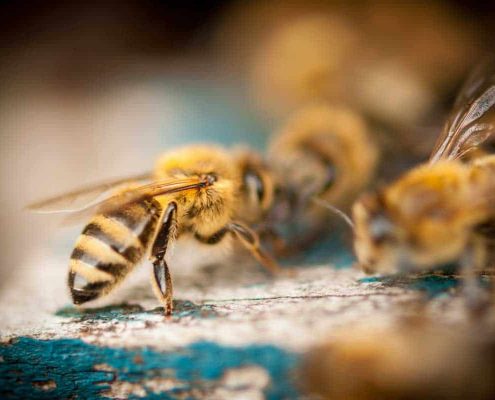Sei meine Bienenkönigin: Foto: Jan Beck