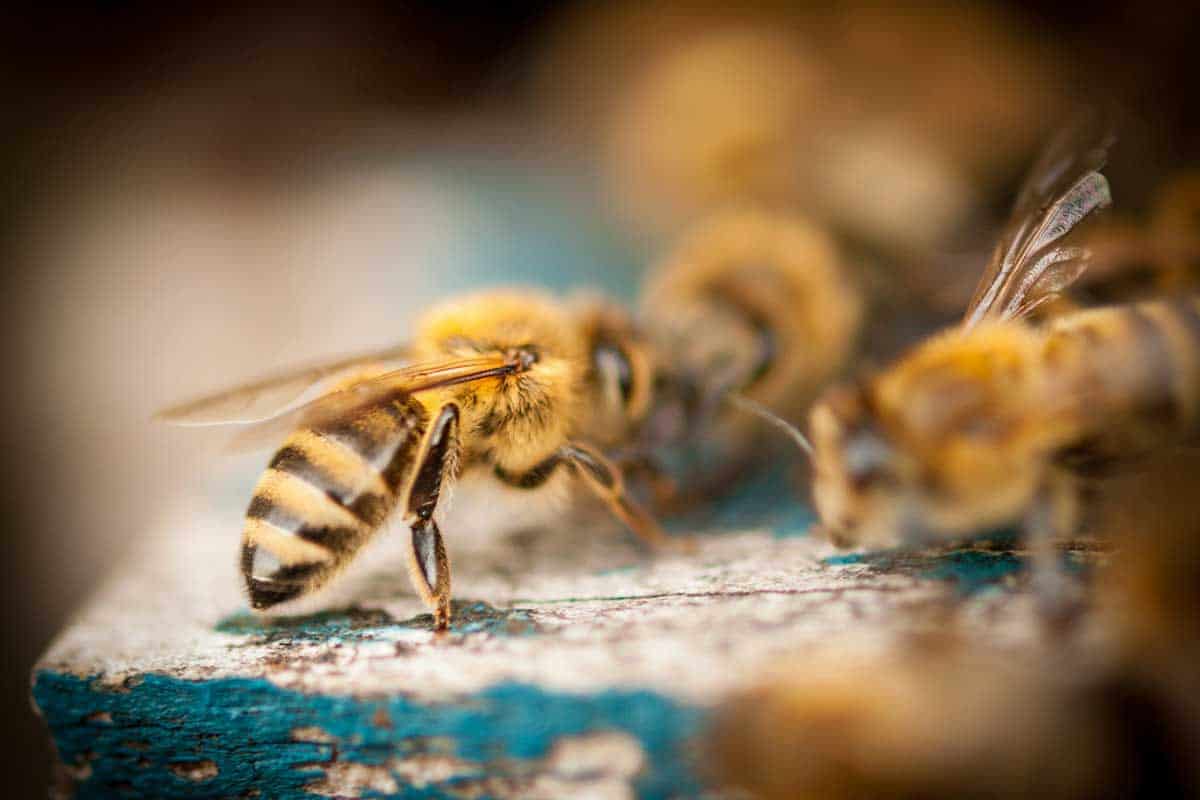 Sei meine Bienenkönigin: Foto: Jan Beck