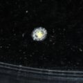 Turritopsis dohrnii (unsterbliche Qualle), Makro