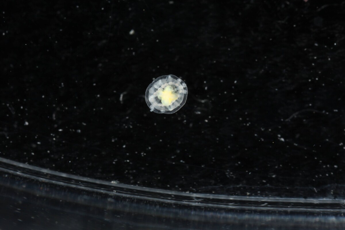 Turritopsis dohrnii (unsterbliche Qualle), Makro