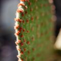 Nahaufnahme eines Feigenkaktus-Ohrs (Opuntia-Pad)