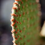 Nahaufnahme eines Feigenkaktus-Ohrs (Opuntia-Pad)