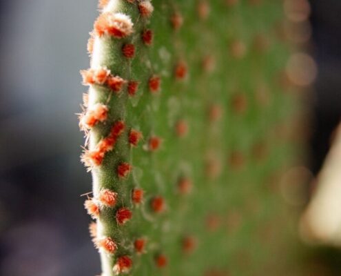 Nahaufnahme eines Feigenkaktus-Ohrs (Opuntia-Pad)