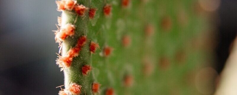 Nahaufnahme eines Feigenkaktus-Ohrs (Opuntia-Pad)
