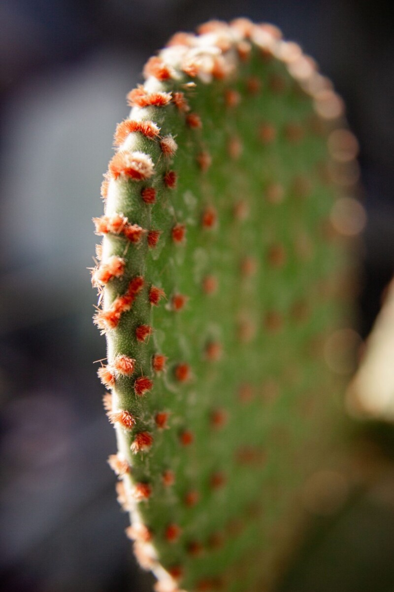 Nahaufnahme eines Feigenkaktus-Ohrs (Opuntia-Pad)