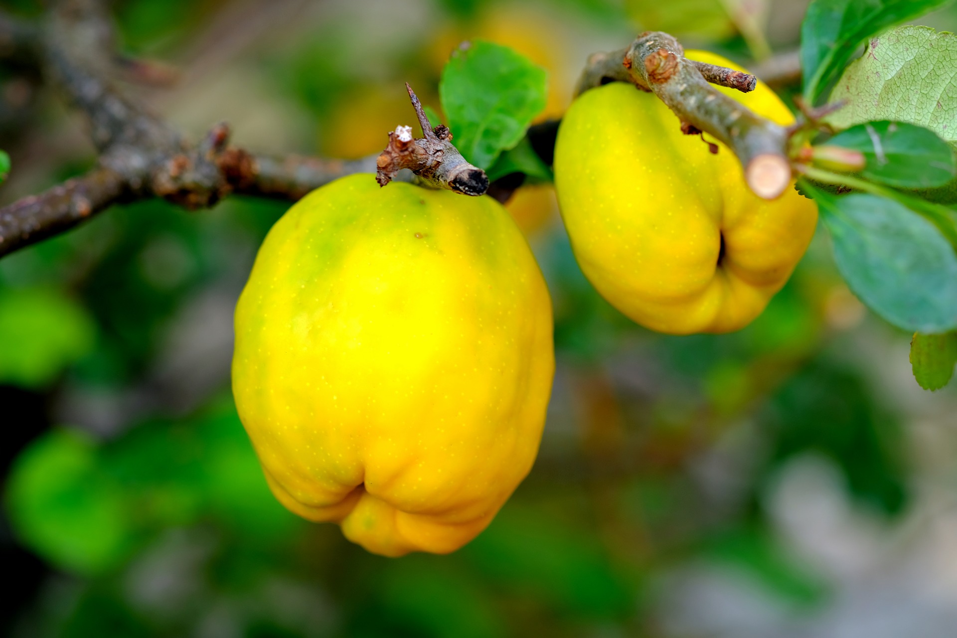 Айва дерево фото плоды