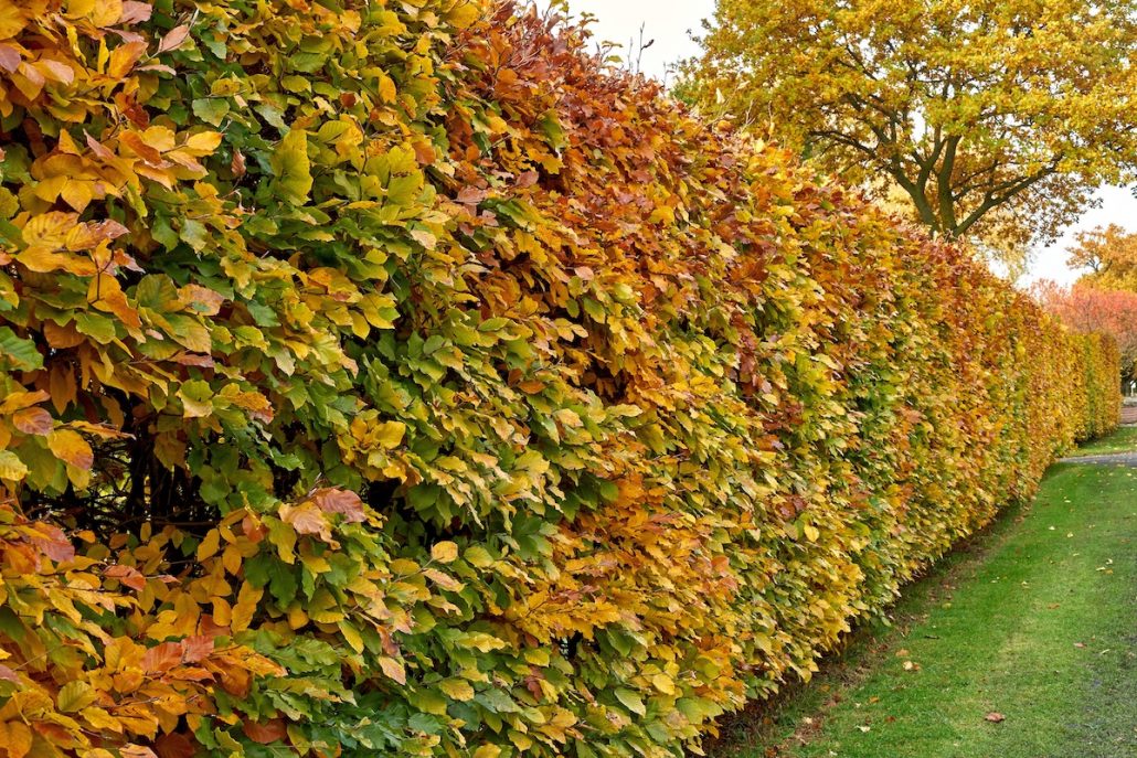 Hainbuche Hecke