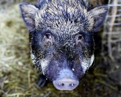 Das Gesicht eines Wildschweins als Nahaufnahme