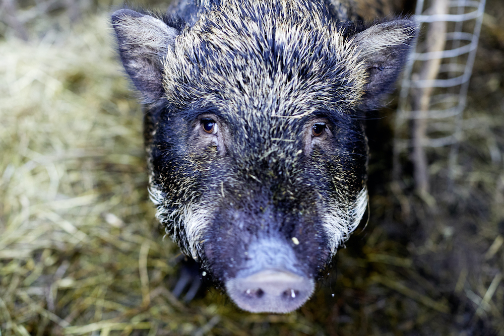 Das Gesicht eines Wildschweins als Nahaufnahme