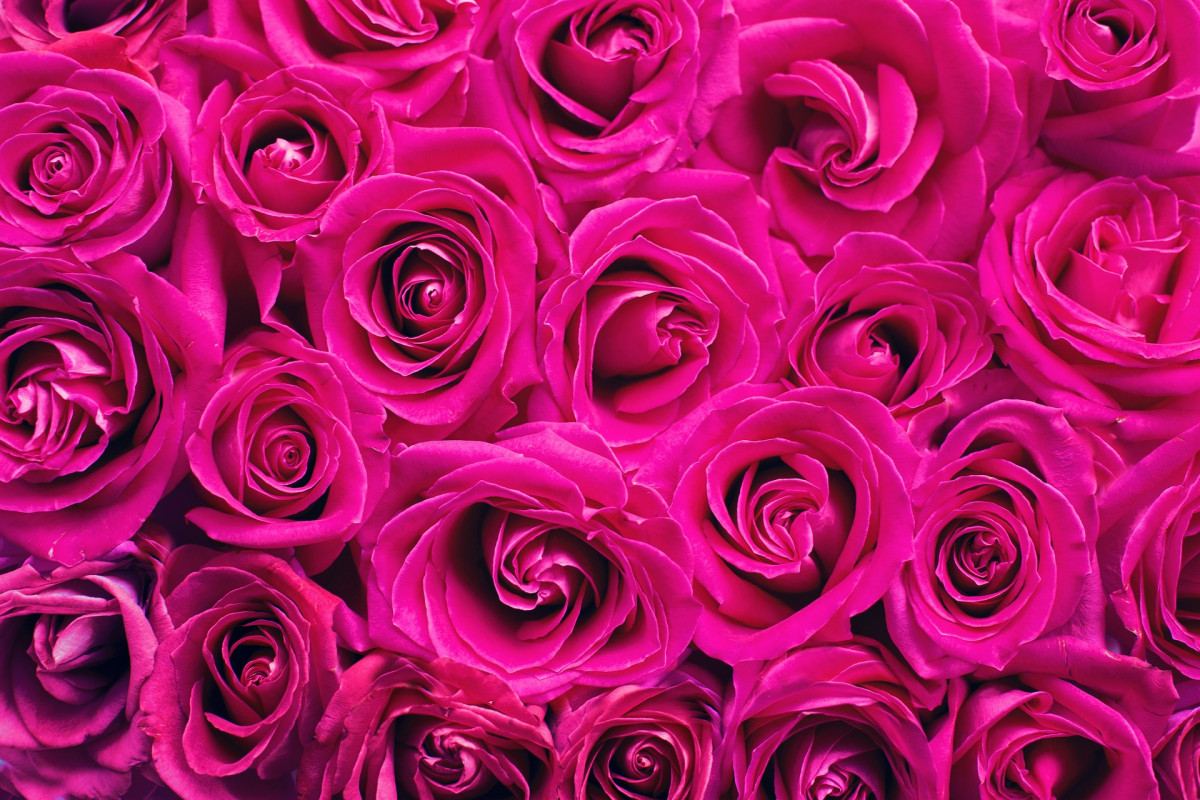 Den Tag der Liebe mit PALMERS feiern