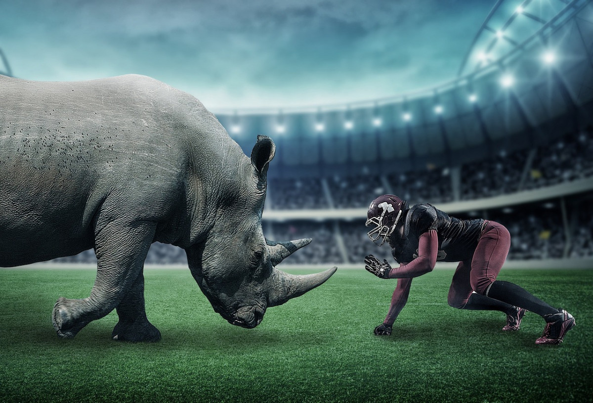 Video: Wenn Tiere Sportevents crashen