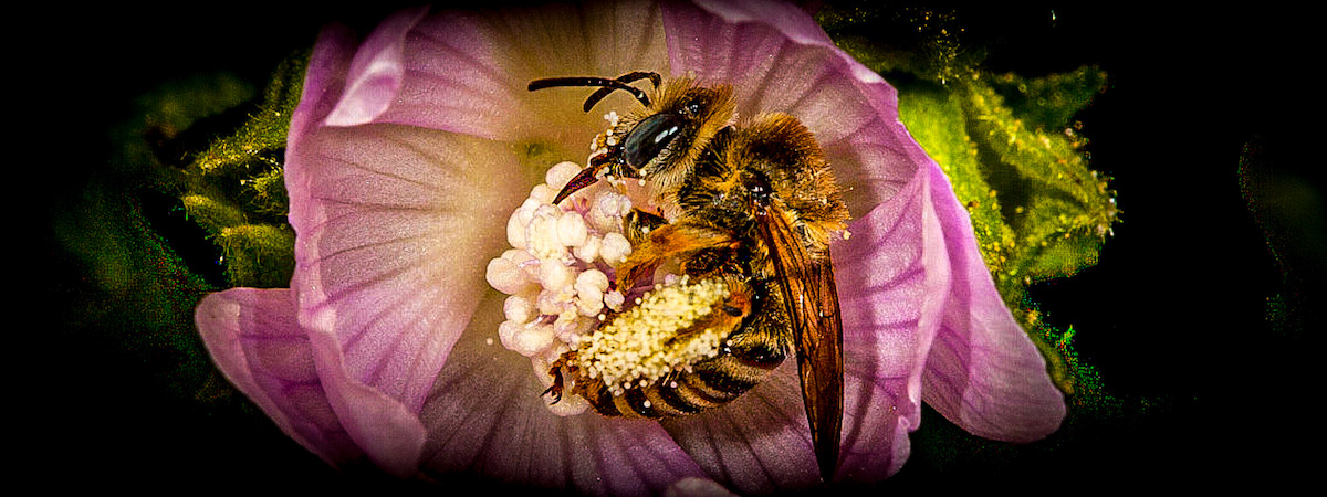 FLOWER POWER FESTIVAL