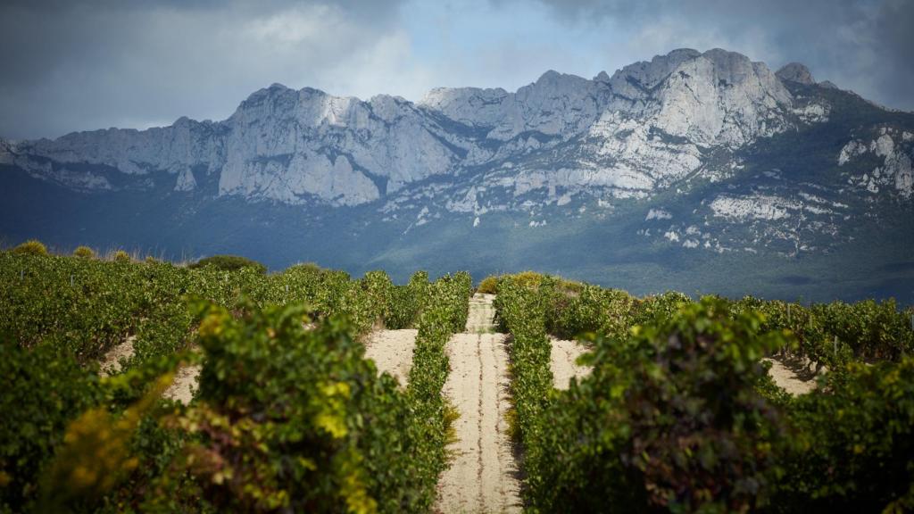 Weinberge des Weinguts UKAN in der Rioja Alavesa, Spanien