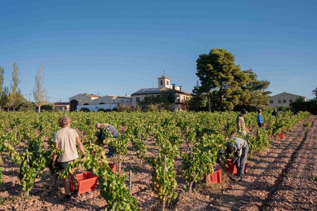 Weinberge des Weinguts Josep Foraster in der Conca de Barberà, Katalonien