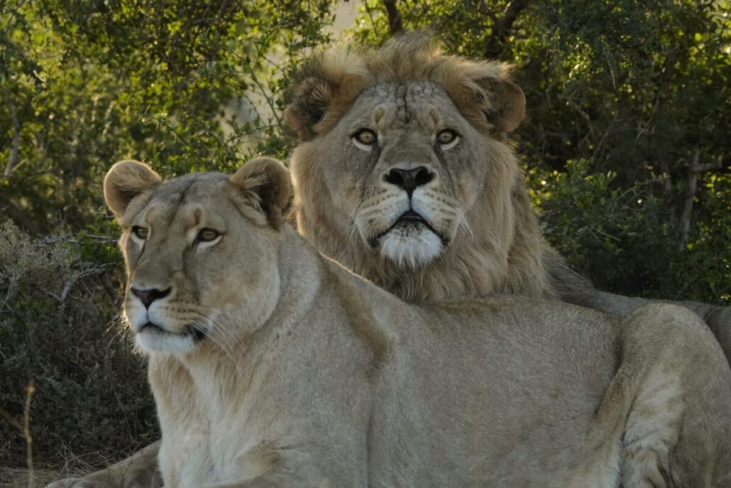 Gerettete Raubkatzen im Born-Free-Sanctuary, Shamwari Private Game Reserve