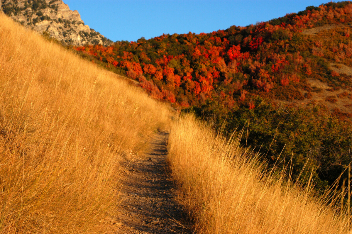 Ein Wanderweg durch herbstlich gefärbte Berglandschaft