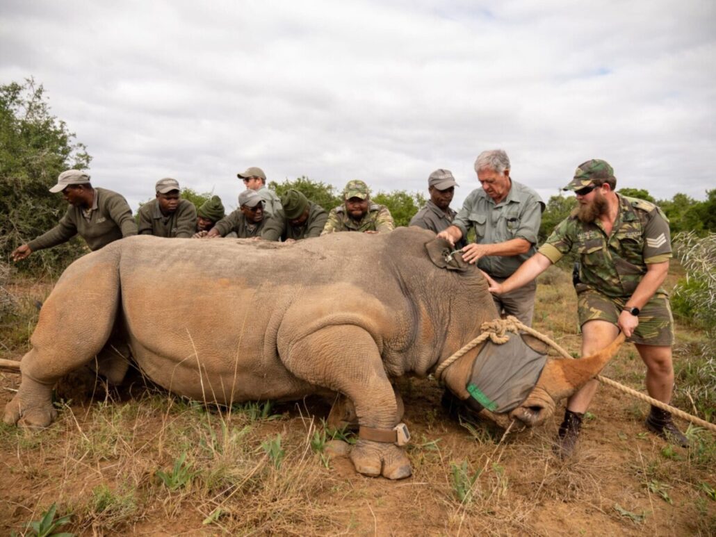 Nashorn-Schutzprojekt Rhino Haven im Shamwari Private Game Reserve