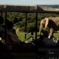 Wildtiere im Shamwari Private Game Reserve in Südafrikas Ostkap