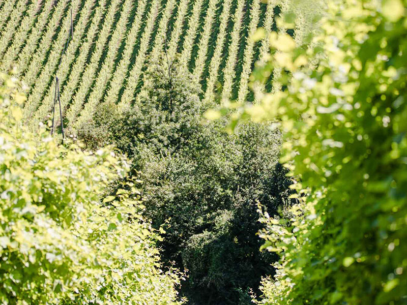 Steirischer Wein ohne Schminke