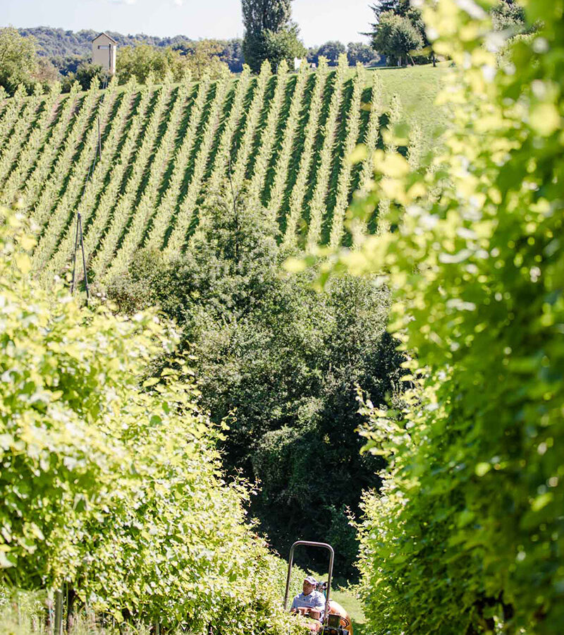 Weingut Primus am Grassnitzberg in der Südsteiermark, Weinberge der Brüder Polz