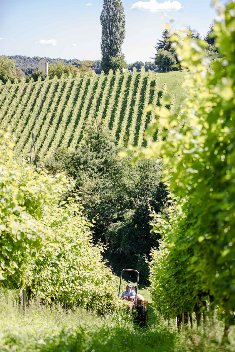 Weingut Primus am Grassnitzberg in der Südsteiermark, Weinberge der Brüder Polz
